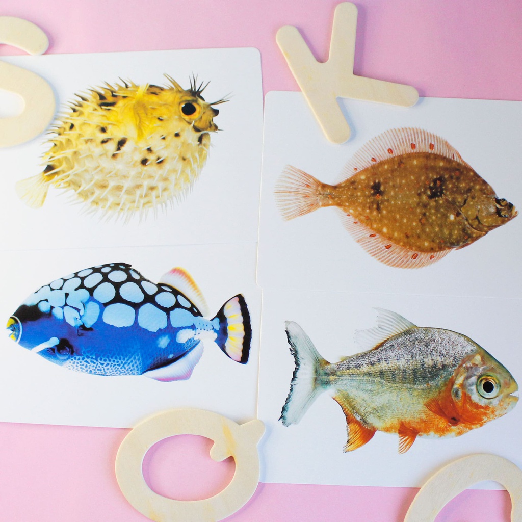 MEGA TARJETAS ANIMALES - 5 MOTIVOS (WILD OCEAN FARM BIRDS BUGS)