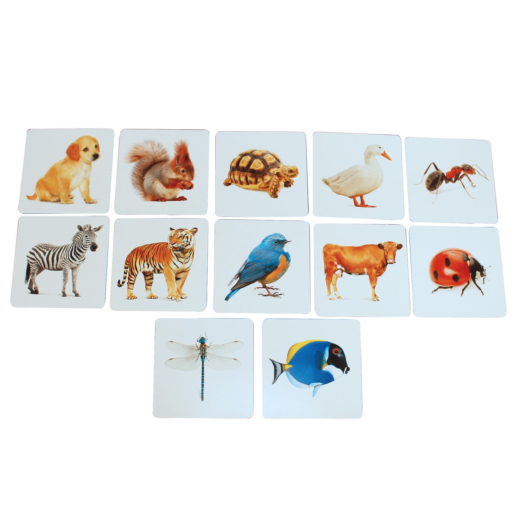 TARJETAS ANIMALES ESTIM. VISUAL